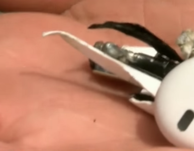Miniatura: Słuchawki Apple AirPods wybuchły podczas...