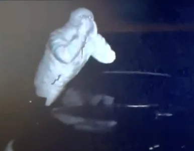 Miniatura: Ukraińcy okradali tiry... podczas jazdy!...