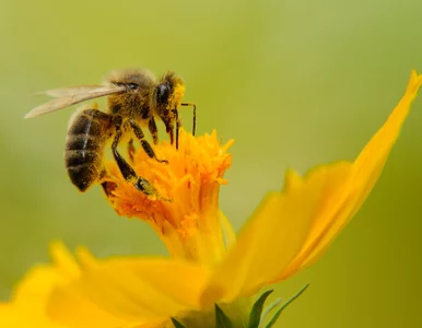 Miniatura: Dziś Dzień Ziemi. Swoje święto obchodzi...