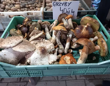 Miniatura: Pierwsze grzyby pojawiły się już na...