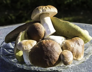 Miniatura: Bardzo drogie grzybobranie. Za błąd można...