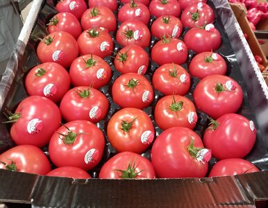 Miniatura: Pomidory drożeją z miesiąca na miesiąc....