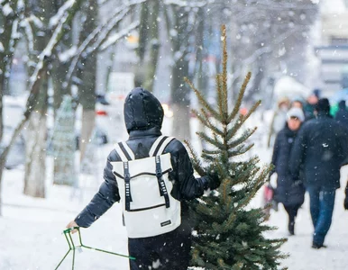 Miniatura: Sztuczna czy naturalna? Choinka z...