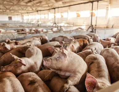 Miniatura: Makabra na fermie zwierząt. To były...