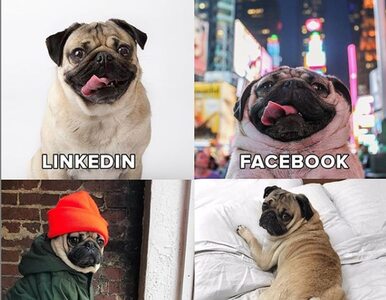 Miniatura: LinkedIn vs Facebook vs Instagram vs...