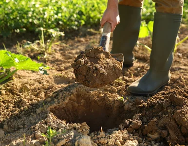 Miniatura: Rolnicy w szoku. Nowy rok przyniesie...