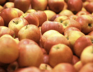 W chłodniach zalega milion ton polskich jabłek. Będą za darmo?