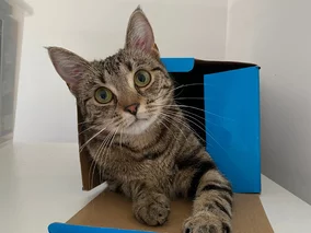 Miniatura: Jesteś właścicielem psa lub kota? Możesz...