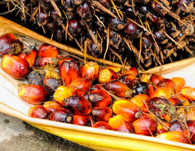 Indonezja wprowadza zakaz eksportu oleju palmowego. To największy...