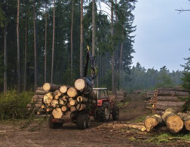 Miniatura: Greenpeace: W Polsce trwa masowa wycinka...