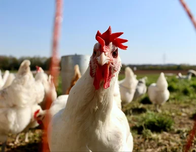 Miniatura: Nienawiść do kur. Fermy drobiu od lat...