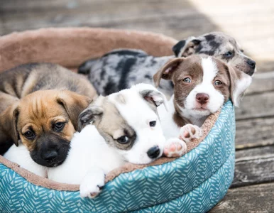 Miniatura: Te osoby muszą zapłacić podatek od psa....