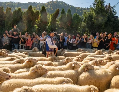 Miniatura: Oscypek sam się nie zrobi. Góralom brakuje...