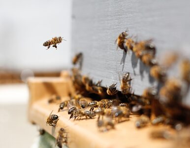 W Polsce przybywa pszczół. Pomagają amatorscy hodowcy
