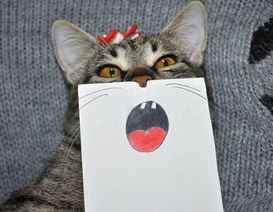 Miniatura: Koty z komiksowymi oczami i ustami?...