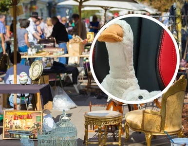 Miniatura: Maskotka gęś Pipka to hit tegorocznych...