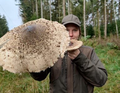 Monstrualne grzyby z polskich lasów. Gigantyczna kania i prawdziwek