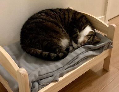 Miniatura: IKEA sprzedaje łóżeczka dla lalek....
