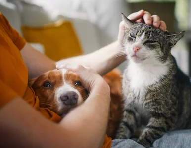 Miniatura: Właściciele kotów i psów będą musieli...