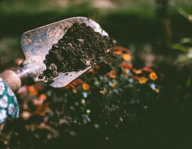 Miniatura: Rośliny i bakterie mogą oczyszczać glebę z...
