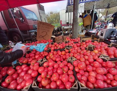 Miniatura: Pomidory malinowe kosztują 2,99 zł/kg. „Na...