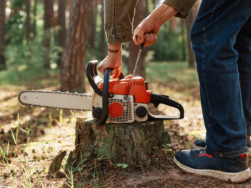 60 days and you can cut down the tree. The Sejm is preparing a revolution for property owners