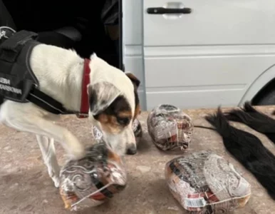 Miniatura: Ludzkie włosy za prawie 100 tys. zł...