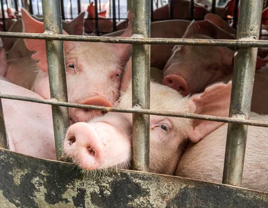 Miniatura: Chińskie cła na unijną wieprzowinę. Polacy...