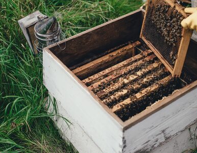 Korporacje inwestują w miejskie pszczoły. Czują odpowiedzialność za...