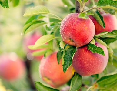 Jabłka droższe o 94 proc. Pandemia i susza odbijają się na cenach owoców