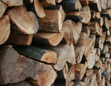 Miniatura: Mamy najdroższe drewno w Europie. „Pracę...