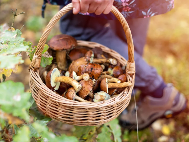 Zbierasz grzyby na sprzedaż? Uważaj na fiskusa