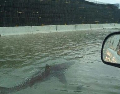 Miniatura: Rekin ludojad pływający ulicami Houston?...