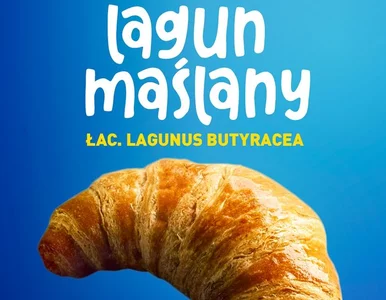Miniatura: Będzie moda na „laguna”? Sieć reklamuje...