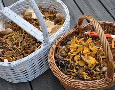 Miniatura: Ile można zarobić na sprzedaży grzybów? Co...