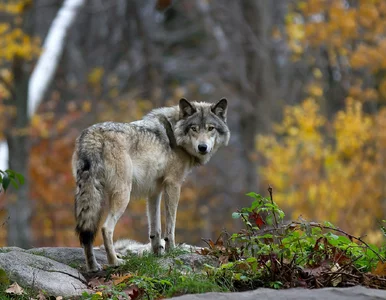 Miniatura: Wilki w popularnym uzdrowisku. Wydano...