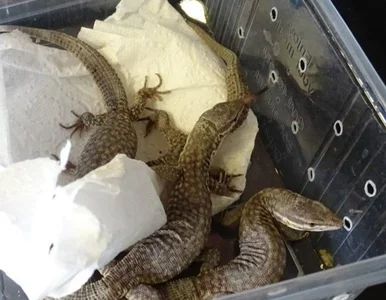 Miniatura: Zakupy w spożywczaku mogą zaskoczyć. W...