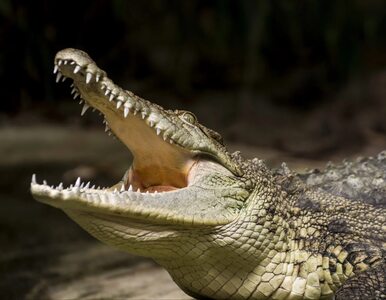 Miniatura: Torebka aligatora za 70 tys. zł zniszczona...