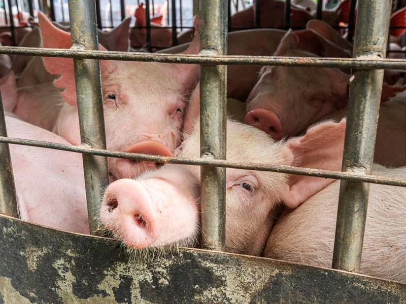 Chińskie cła na unijną wieprzowinę. Polacy ostro szukają nowych rynków zbytu
