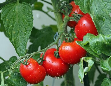Miniatura: Pomidory przemysłowe zalewają sklepy i...