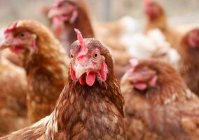 Miniatura: Kury się nie niosą. Ten błąd popełnia...