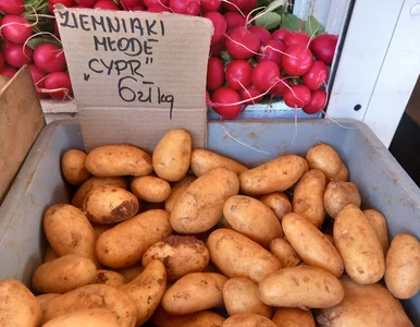 Miniatura: Nawet 3,5 zł za kilogram ziemniaków. Cena...