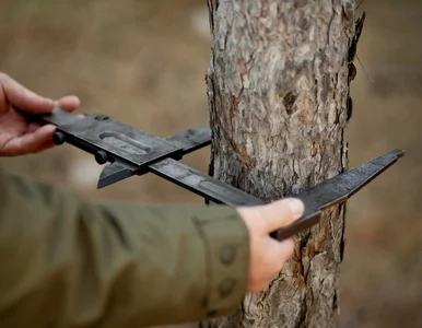 Miniatura: Nowe przepisy o drewnie opałowym. Co wolno...