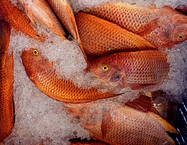 Miniatura: Polacy naoglądali się zdjęć skażonej Odry...