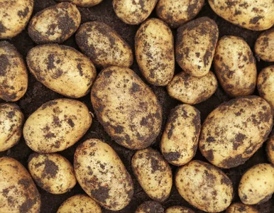 Miniatura: Ten kraj zdominował dostawy ziemniaków do...