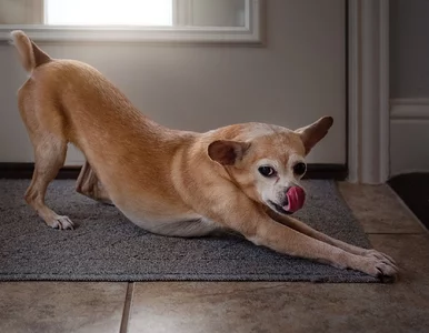 Miniatura: Masz psa strzegącego posesji? Fiskus...