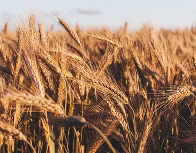 Miniatura: Pszenica najtańsza od dwóch lat. Ceny...