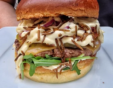 Miniatura: Burgery z larwami dostępne w sprzedaży....