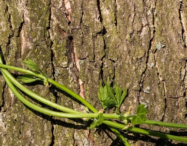 Miniatura: W Polsce rośnie „białe złoto”. Sezon trwa...