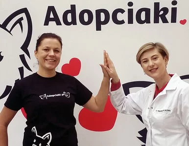 Miniatura: Adopciaki.pl - case study